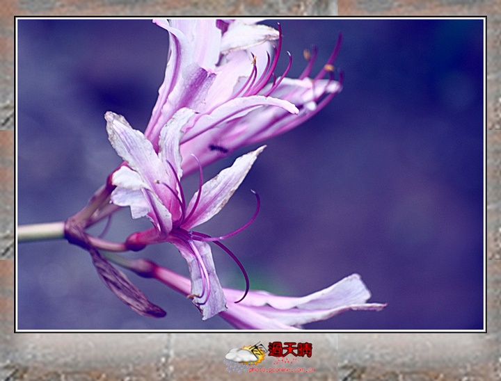 无情无义之花-石蒜花*彼岸花