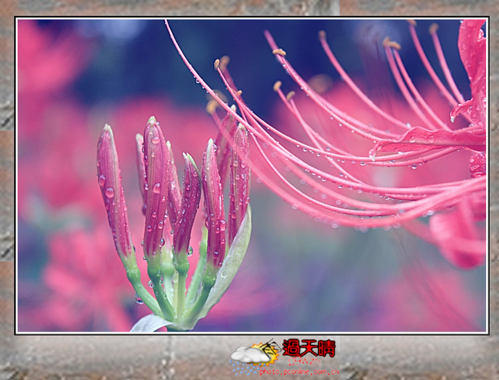 无情无义之花-石蒜花*彼岸花