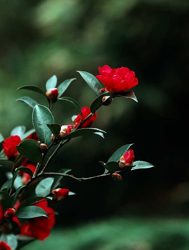 山茶花