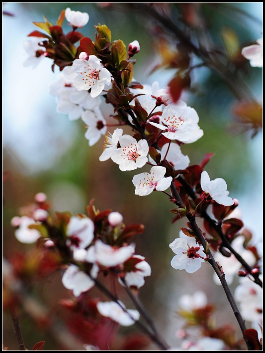 樱桃花