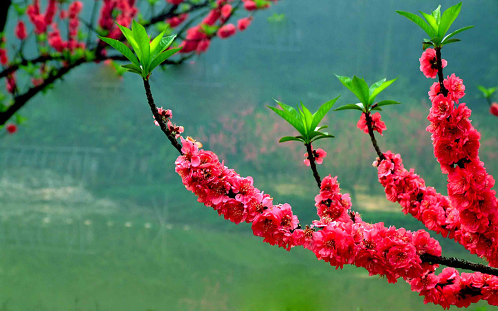 三月桃花开