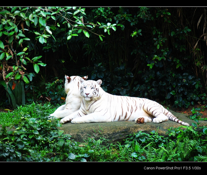【新加坡动物园摄影图片】新加坡生态摄影_5