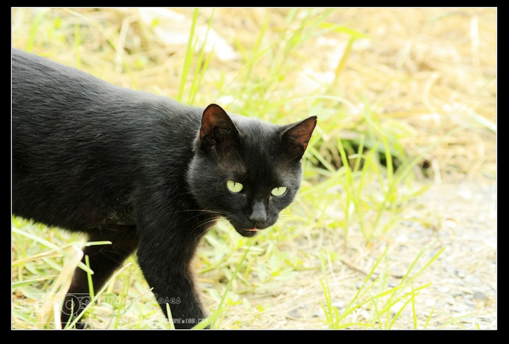 黑猫和白儿子