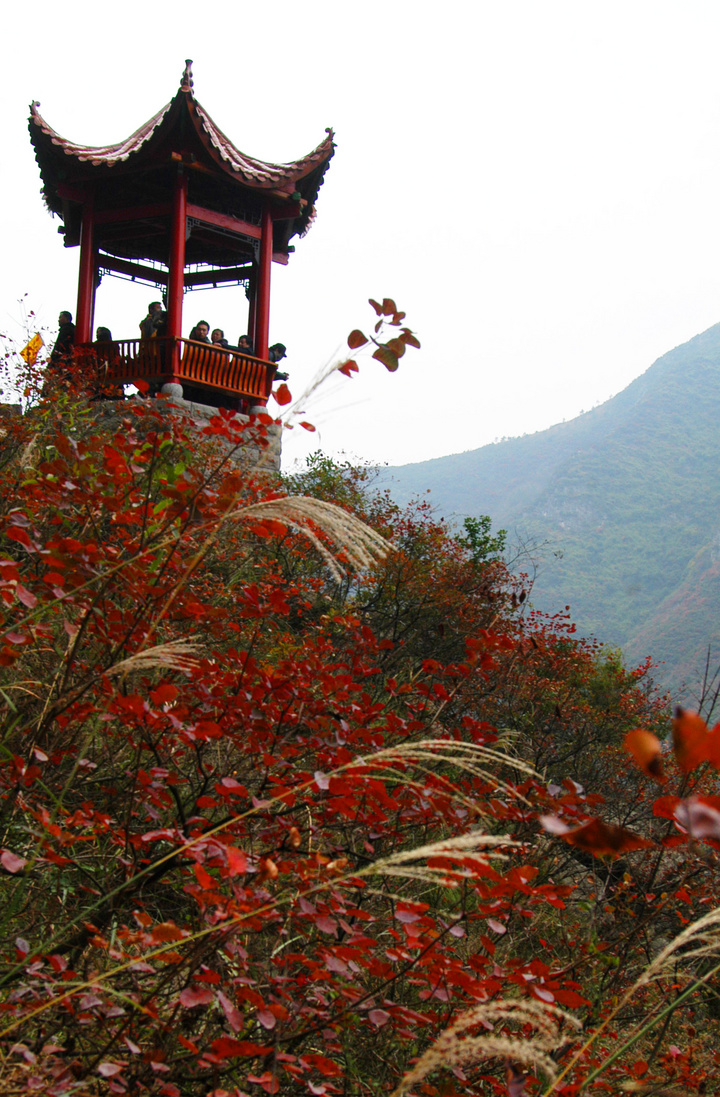 满山红叶似彩霞,彩霞朵朵映三峡.
