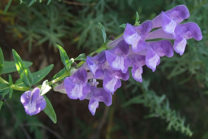 五台山野生花卉之廿三(黄芩)