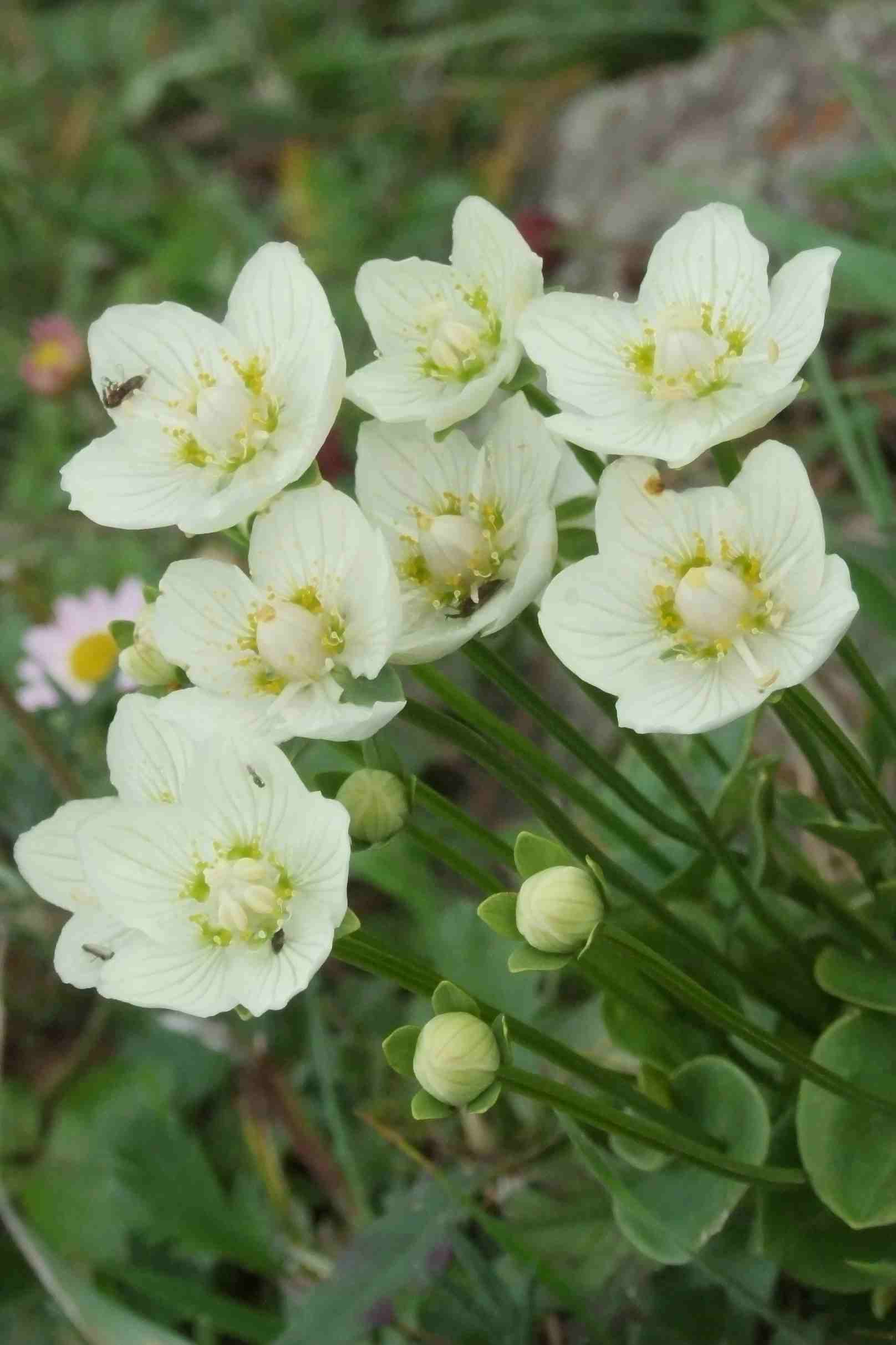 五台山野生花卉之十五(梅花草)