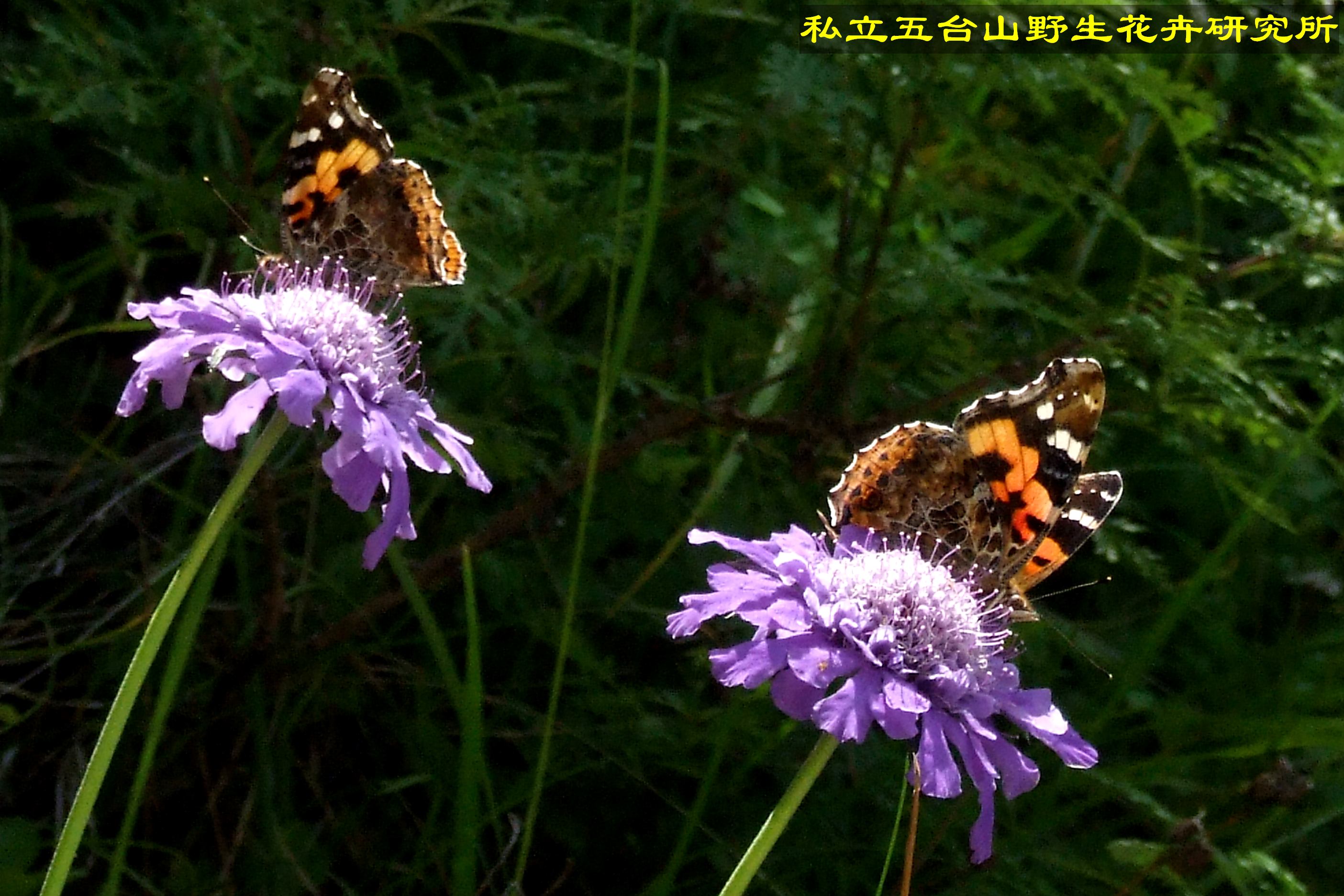 【五台山蝴蝶摄影图片】五台山生态摄影_Wutai Mountain_太平洋电脑网摄影部落