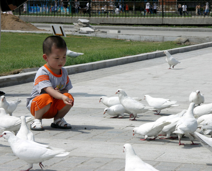 【喂鸽子的小朋友摄影图片】长春.文化广场人