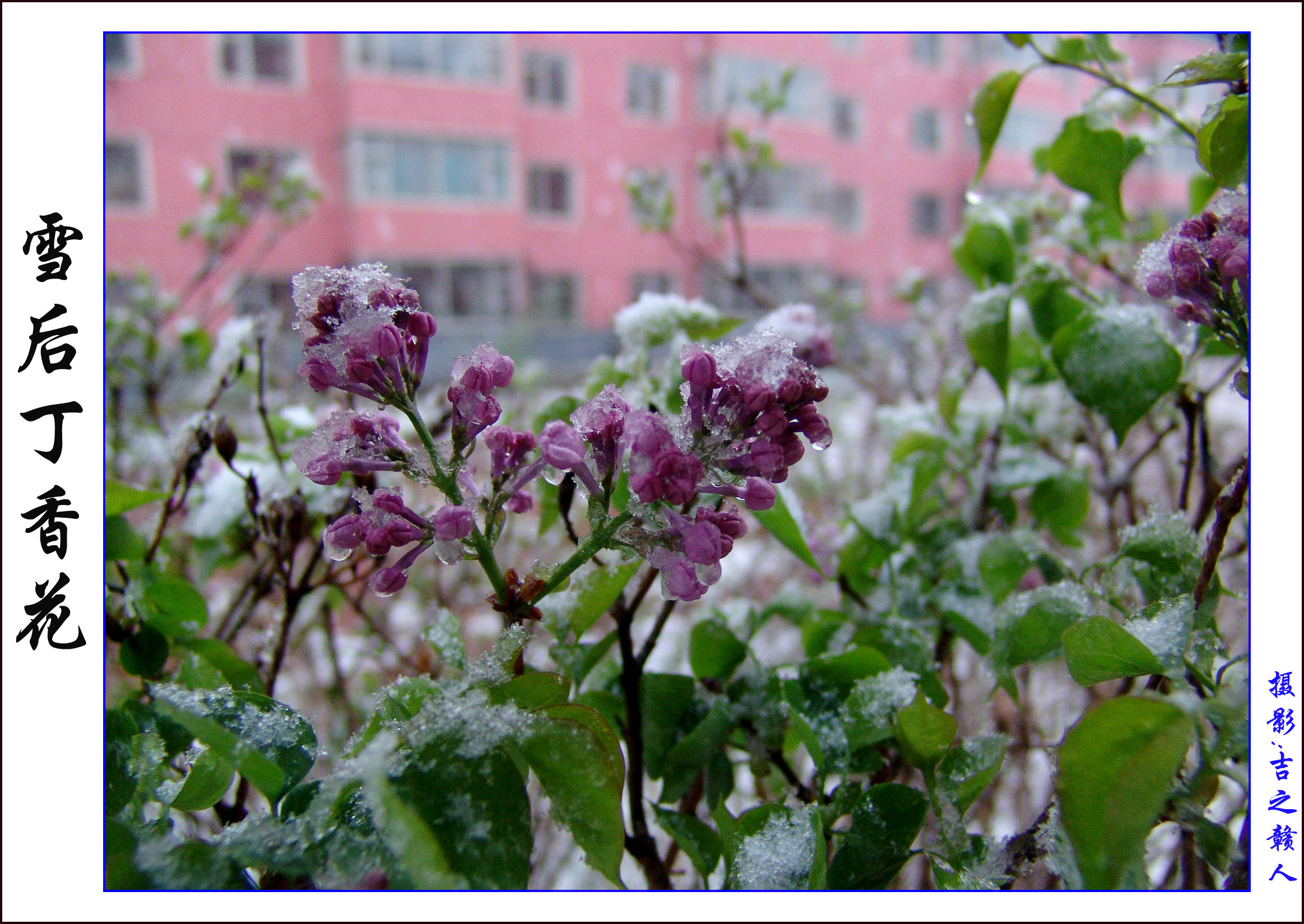 四月飘雪