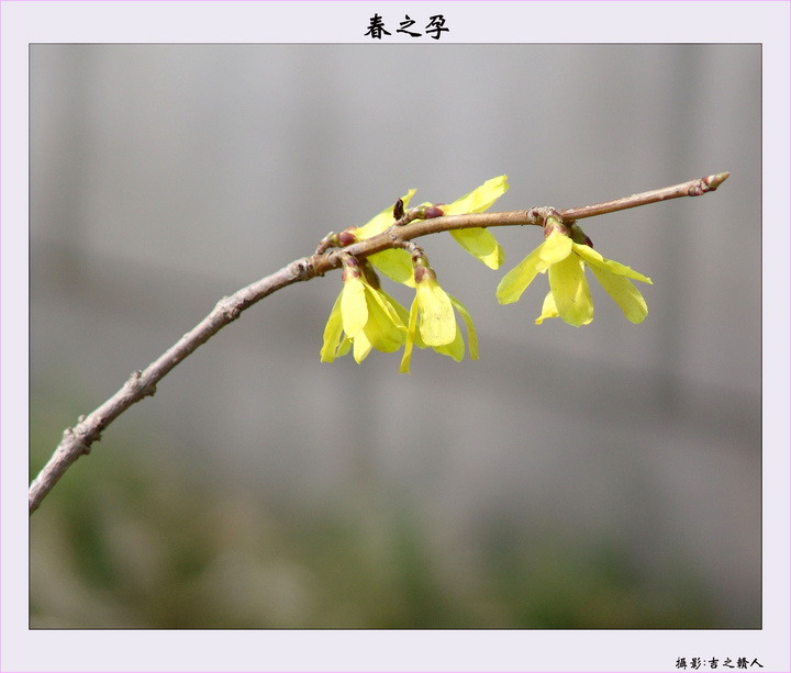 【[春之孕]--迟来的春天摄影图片】室外生态摄