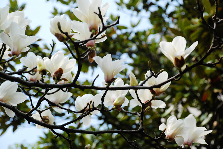 【春天那些花摄影图片】武汉大学生态摄影
