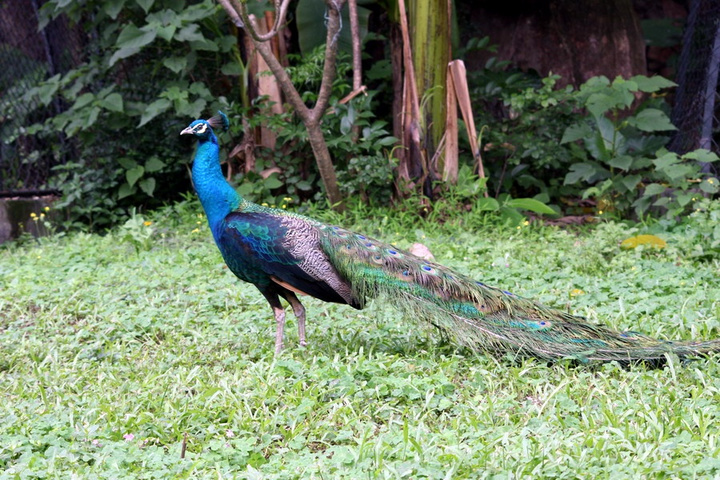 【蓝孔雀摄影图片】广州动物园生态摄影