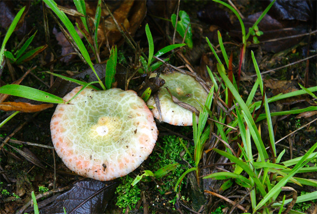 野生蘑菇