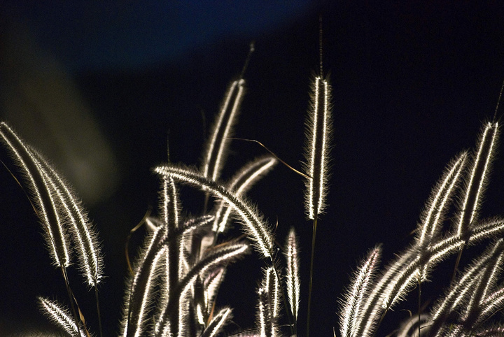 【黑夜里的另类芦苇摄影图片】珠海横琴其他摄