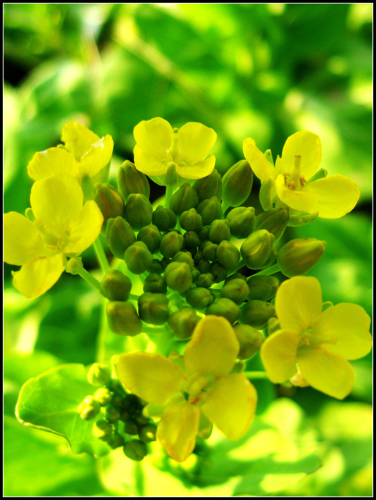 又逢菜花黄