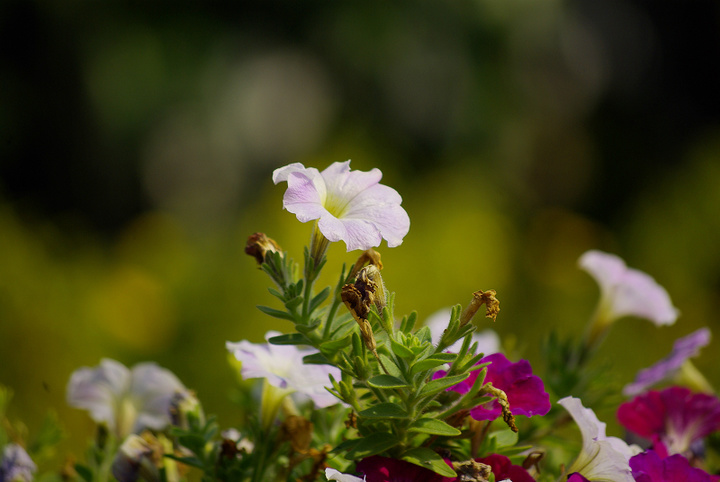 阳光花丽