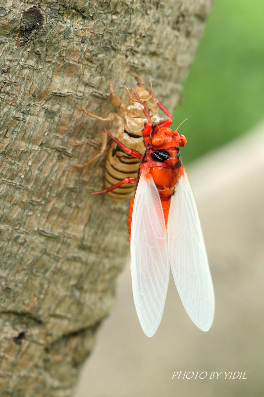 【红蝉的羽化过程摄影图片】室外生态摄影