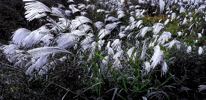 《深秋的旱芦苇》