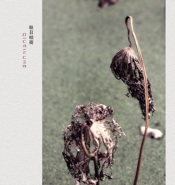 【秋日枯荷摄影图片】郊外纪实摄影_禾一_太平洋电脑