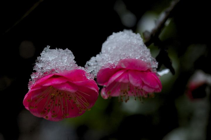 雪梅