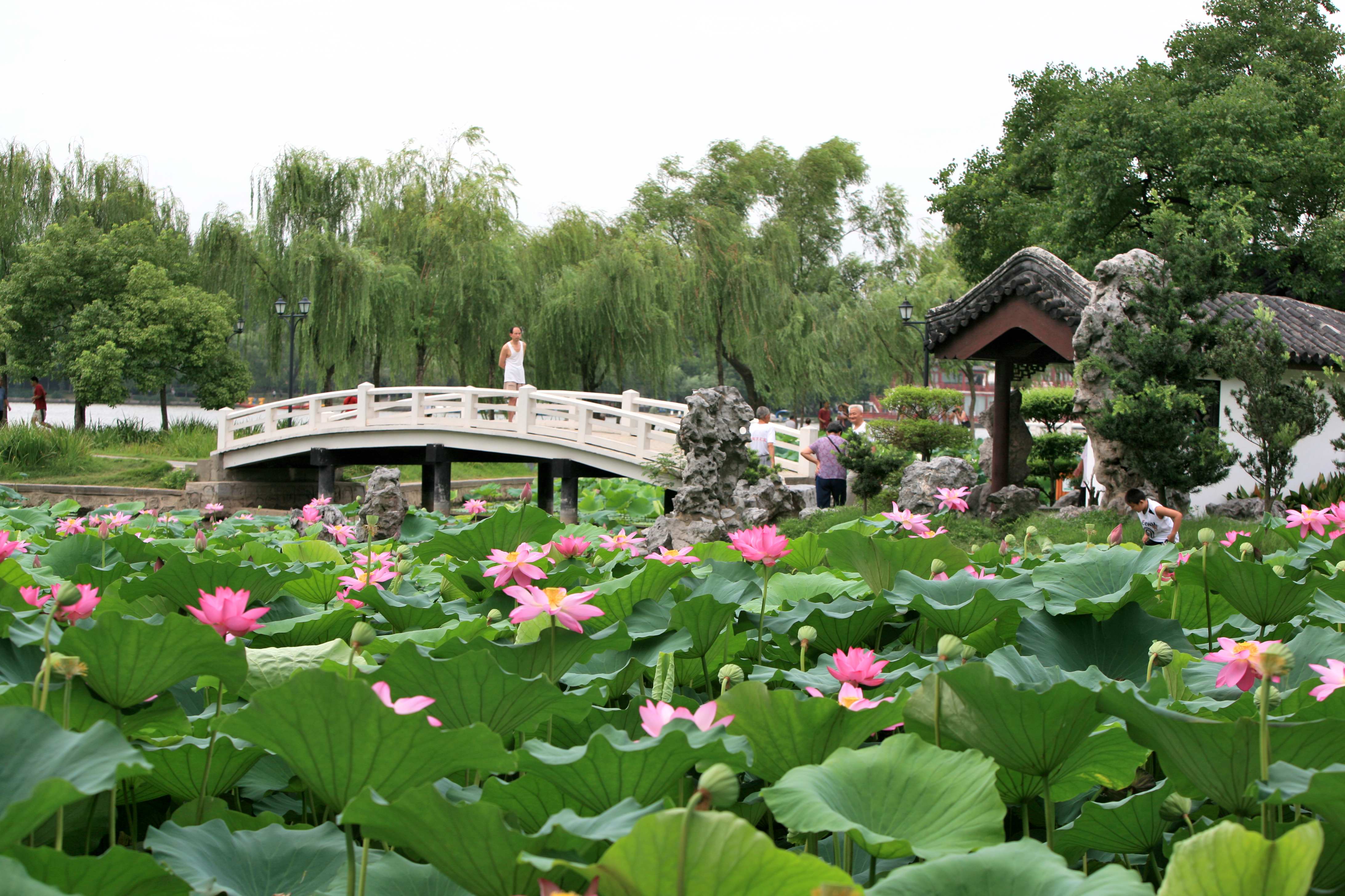 荷花-夏天最靓丽的风景(1)