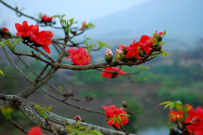 雨中木棉花