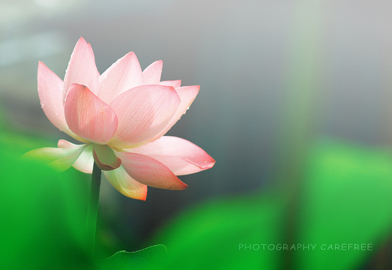 阳光.荷花