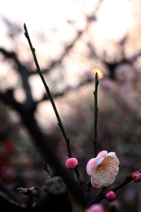 2月梅花