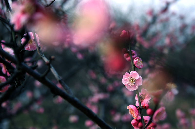 2月梅花