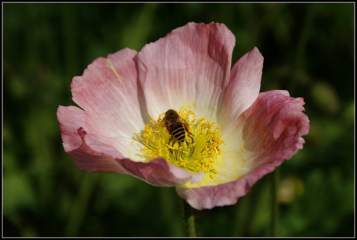 【春天的花朵摄影图片】昆明生态摄影
