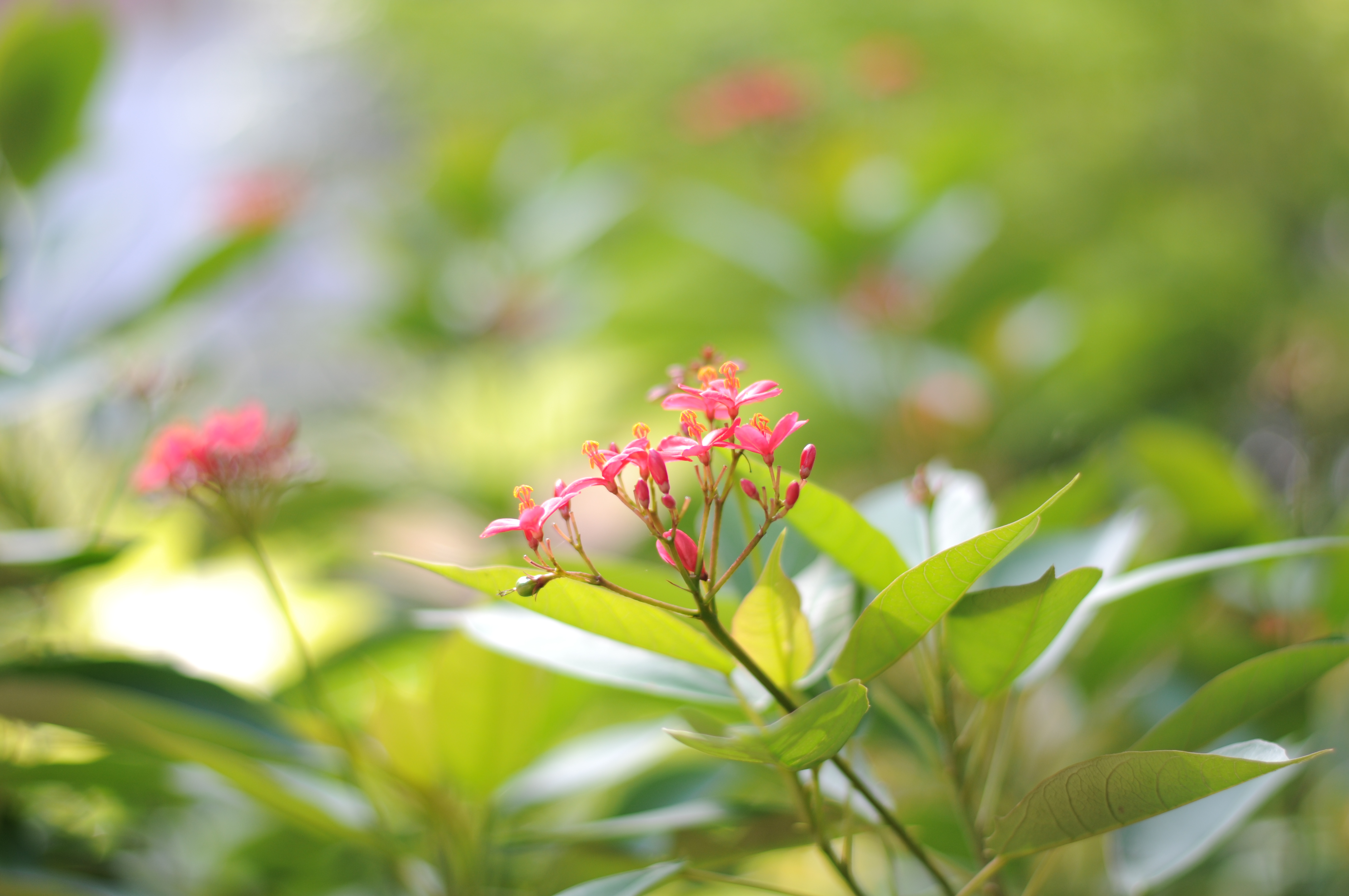 尼康50mm定焦镜头对比评测样张欣赏 - 尼康 d300 样张 - pconline数码