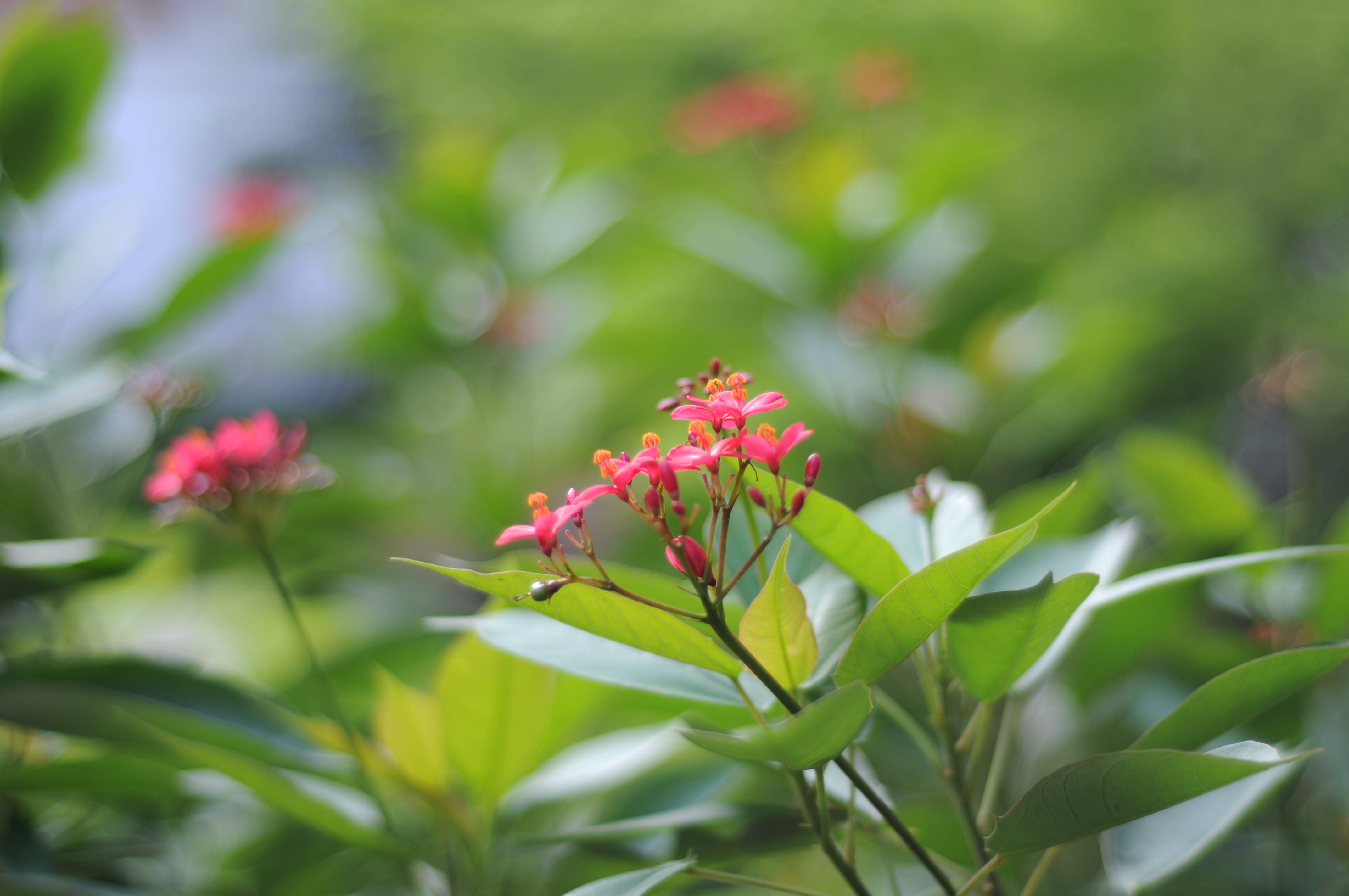 尼康50mm定焦镜头对比评测样张欣赏 - 尼康 d300 样张 - pconline数码