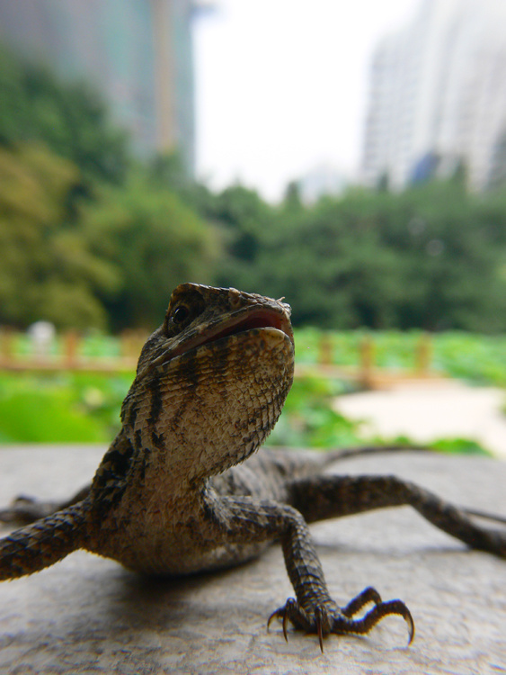 【蜥蜴摄影图片】深圳生态摄影_太平洋电脑网摄影部落