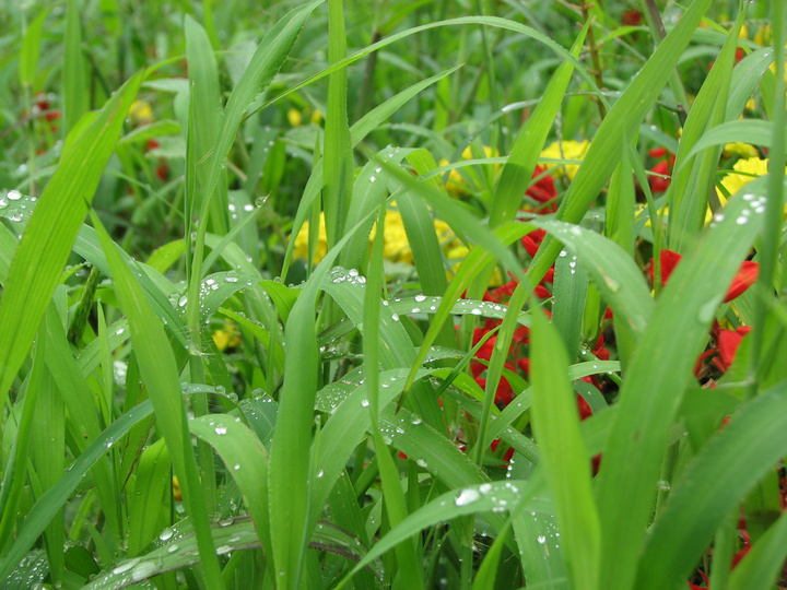 雨后的草地