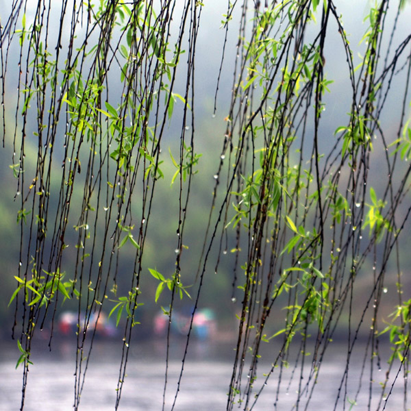春雨