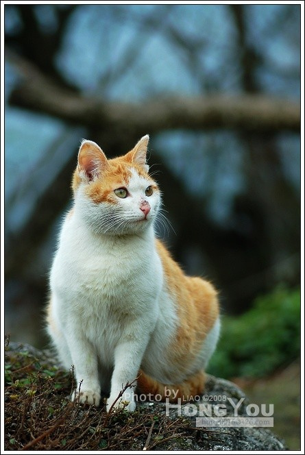 小花猫