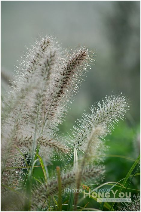 大狗尾草