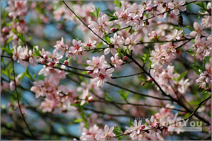 早春二月桃花开