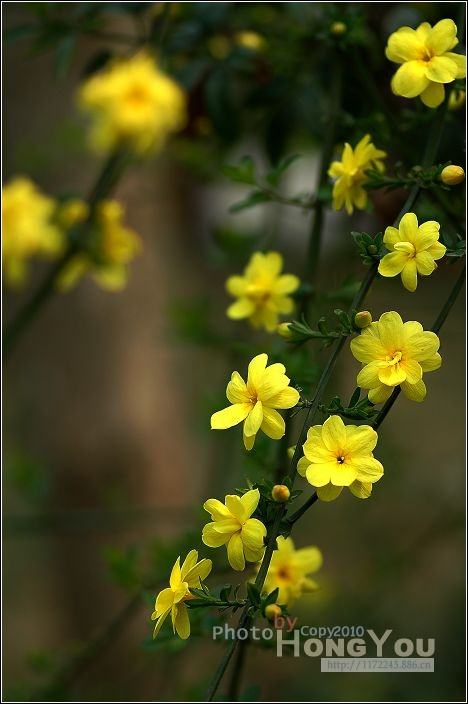 报春花