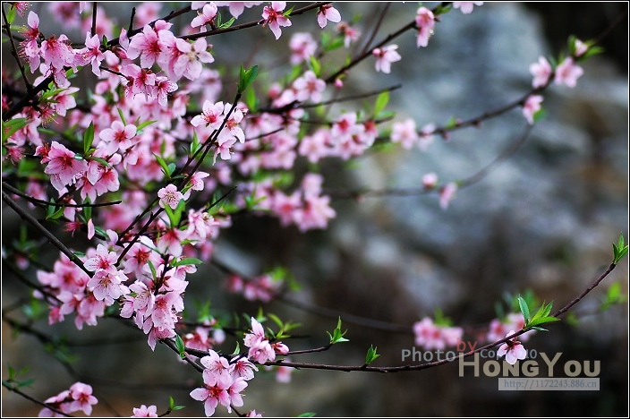 【桃花摄影图片】重庆生态摄影_welcome to hongyou "
