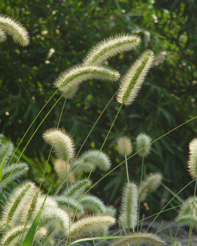 露打狗尾巴草