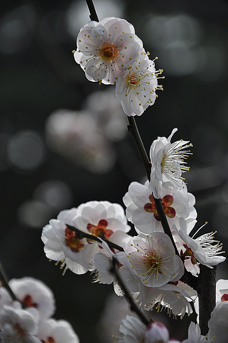 梅花名品——玉蝶