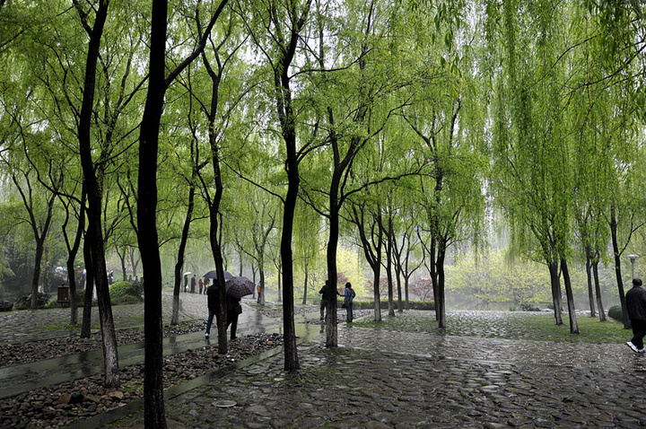 清明时节雨纷纷 &n.