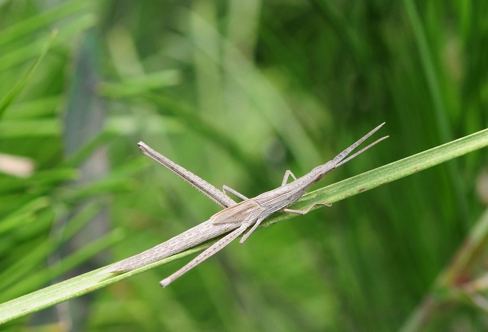 扒草寻虫2