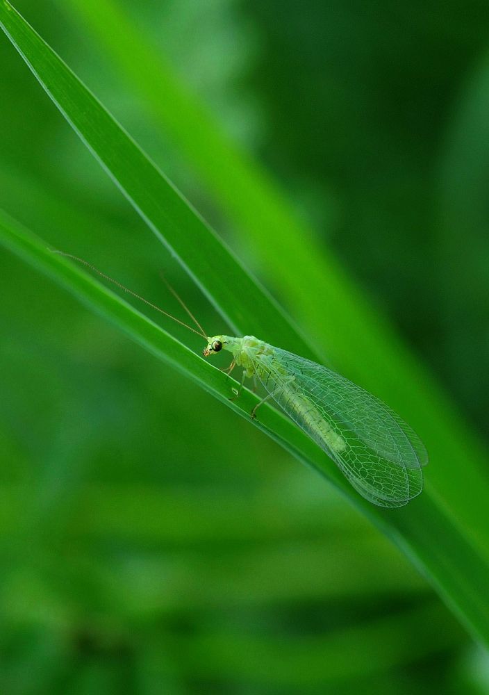 扒草寻虫2