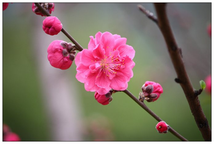 【桃花摄影图片】柳州龙潭公园生态摄影_太平洋电脑网