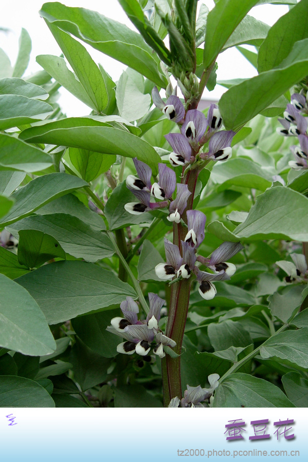 蚕豆花