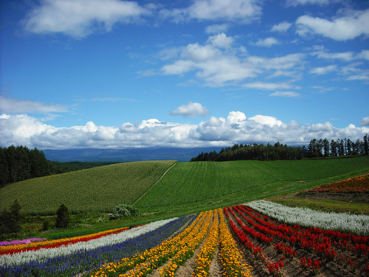 日本北海道富良野花田