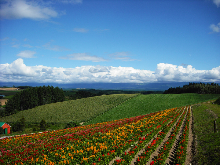 日本北海道富良野花田