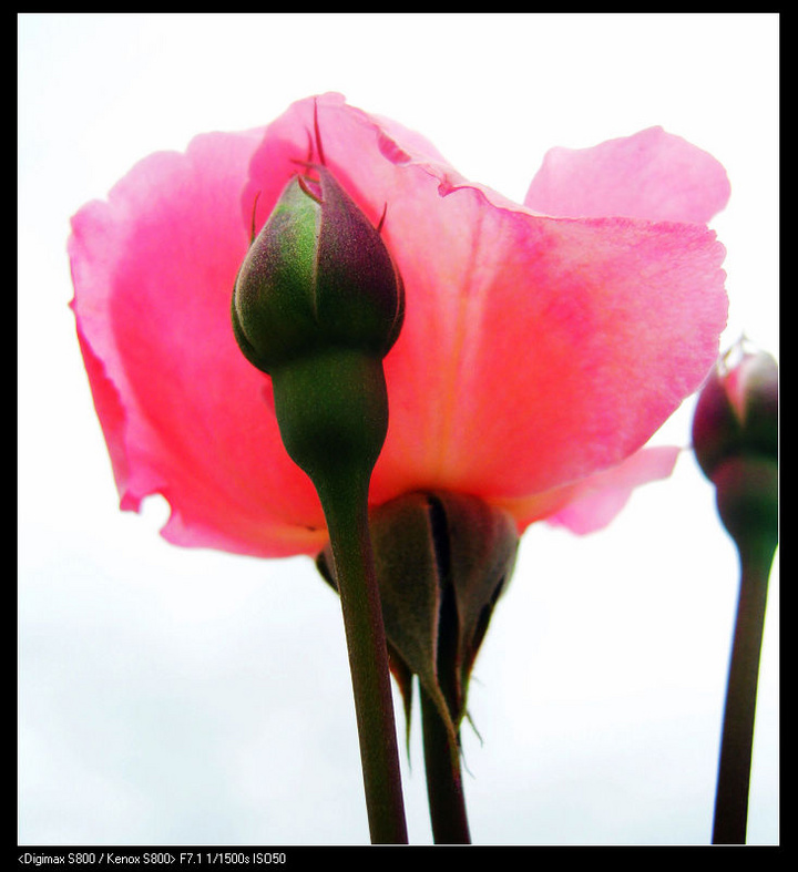 月季花花二